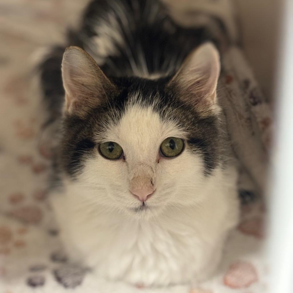Squeak, Adoptable, Young Male Domestic Long Hair.