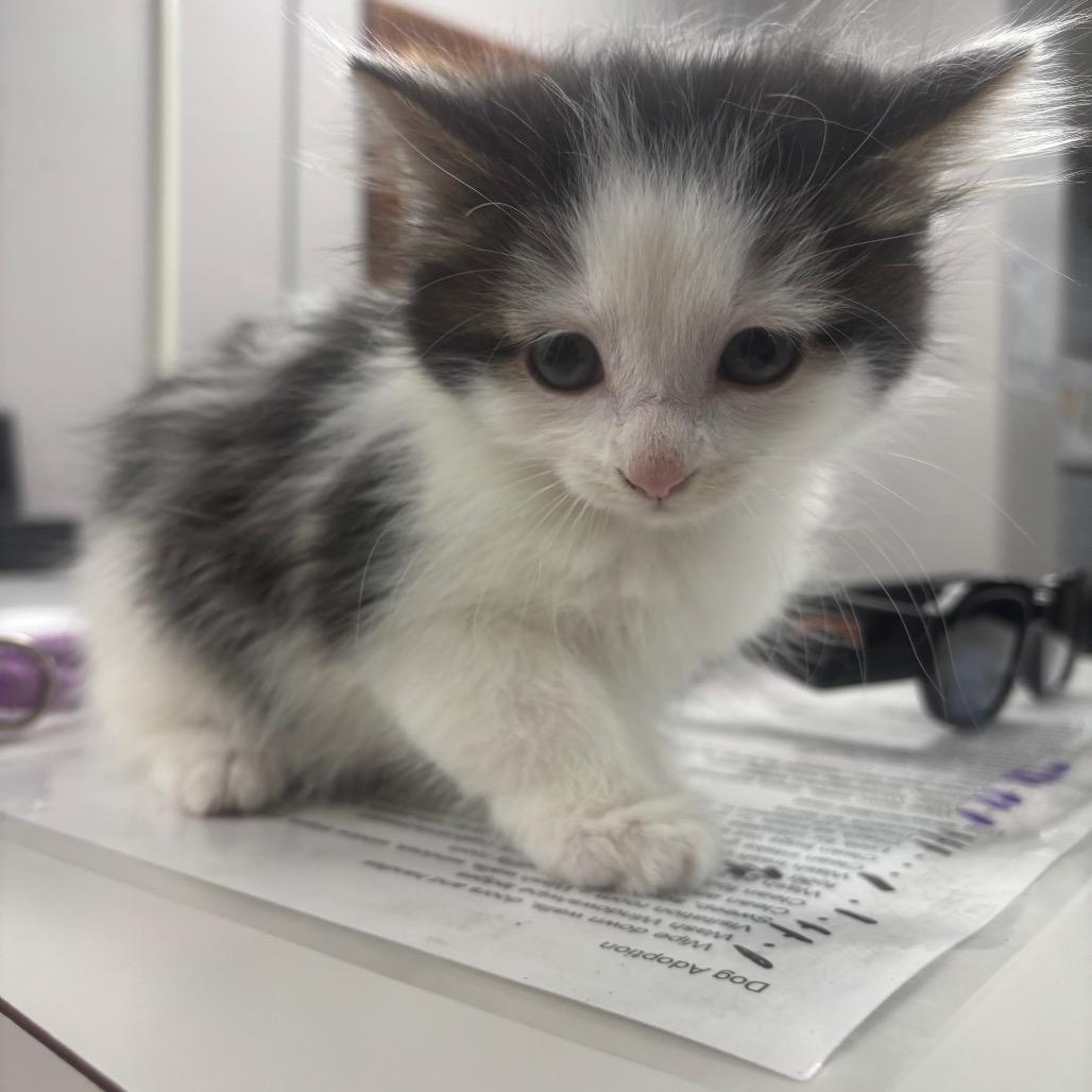 Enlarge Squeak, a Adoptable Domestic Long Hair in Marshalltown, IA image 2/3