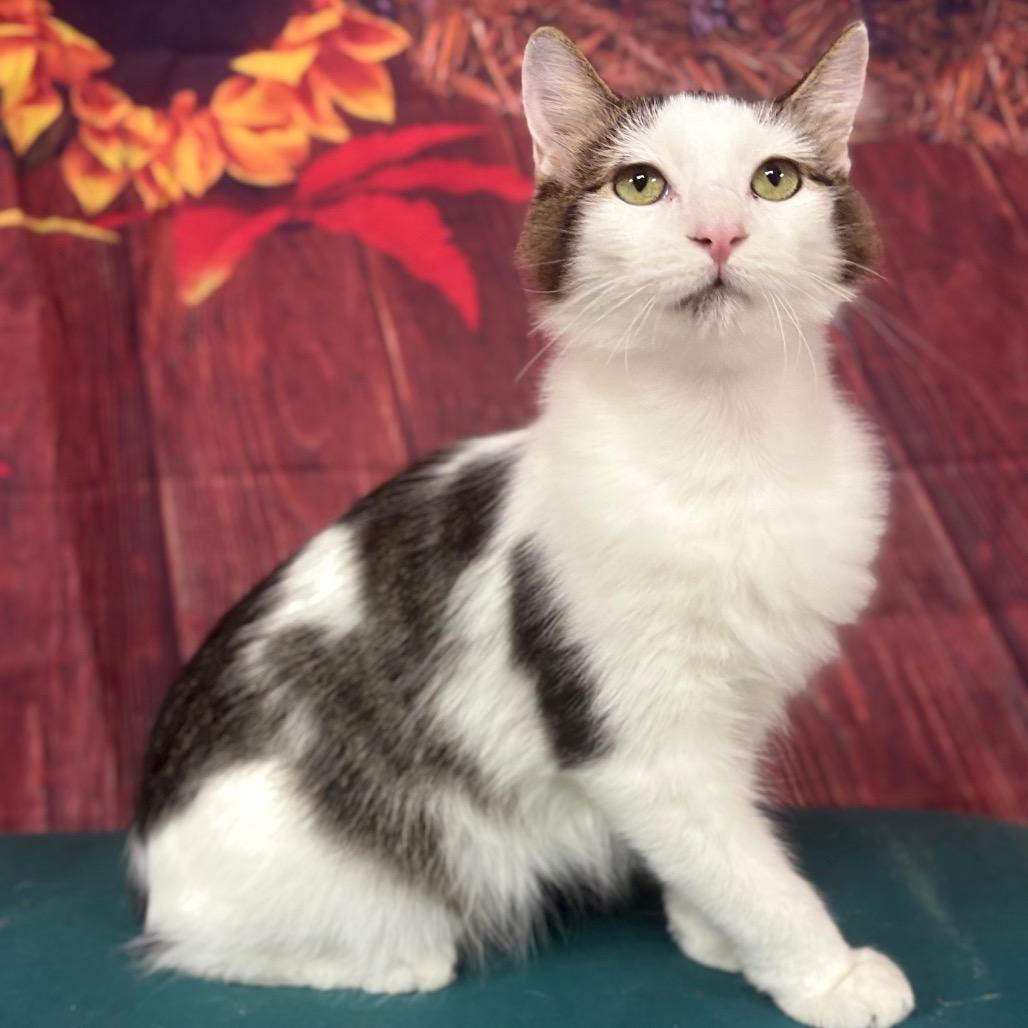Enlarge Squeak, a Adoptable Domestic Long Hair in Marshalltown, IA image 3/3