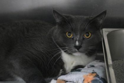 Enlarge Count Chunkula, a Adoptable mixed breed in Brunswick, GA image 1/1