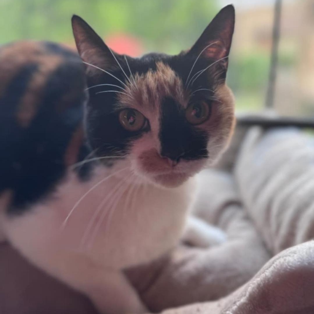 Gypsy, Senior Female Domestic Short Hair