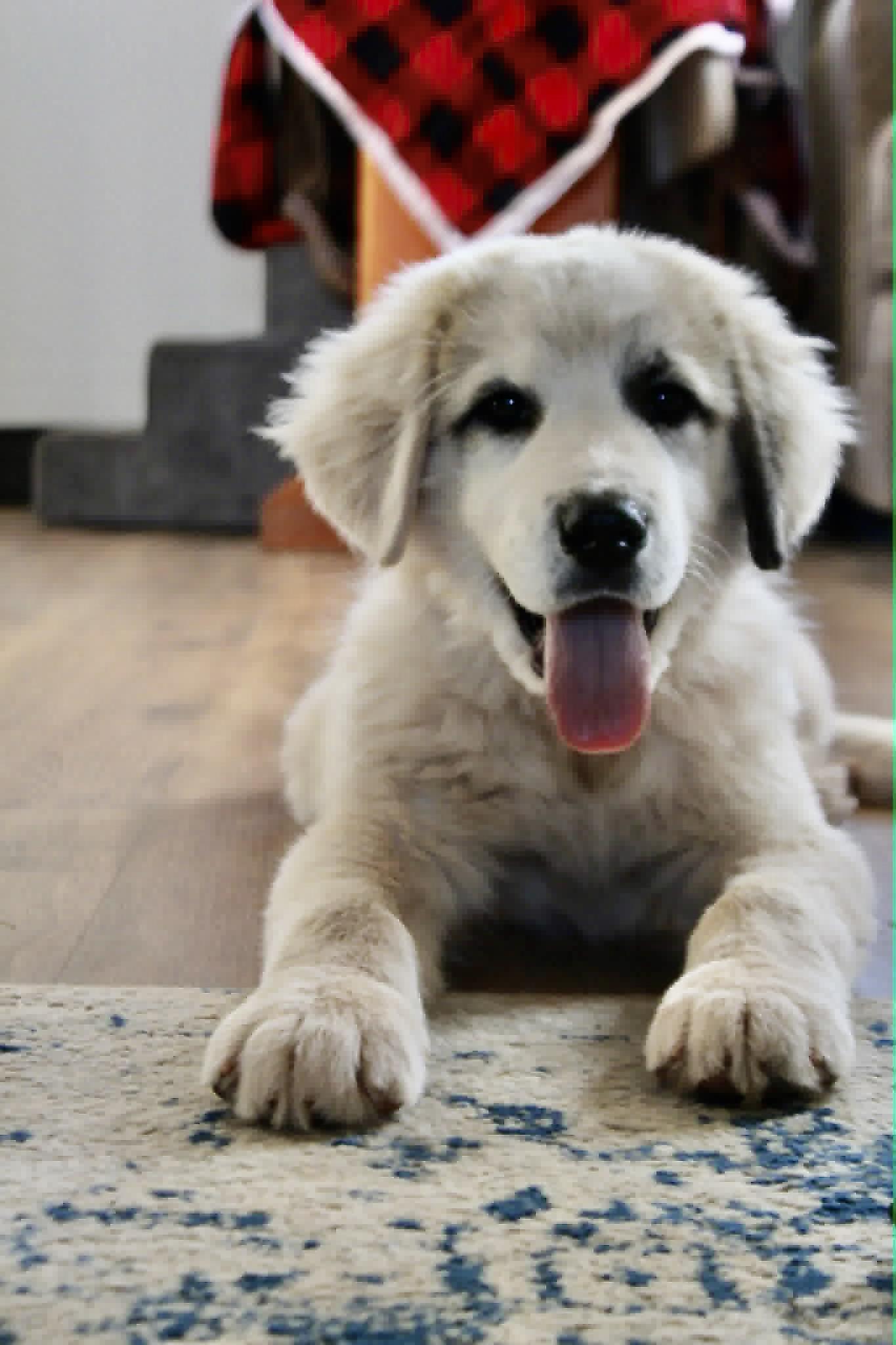 Enlarge Boris, a ADOPTABLE Great Pyrenees in Piedmont, OK image 3/3