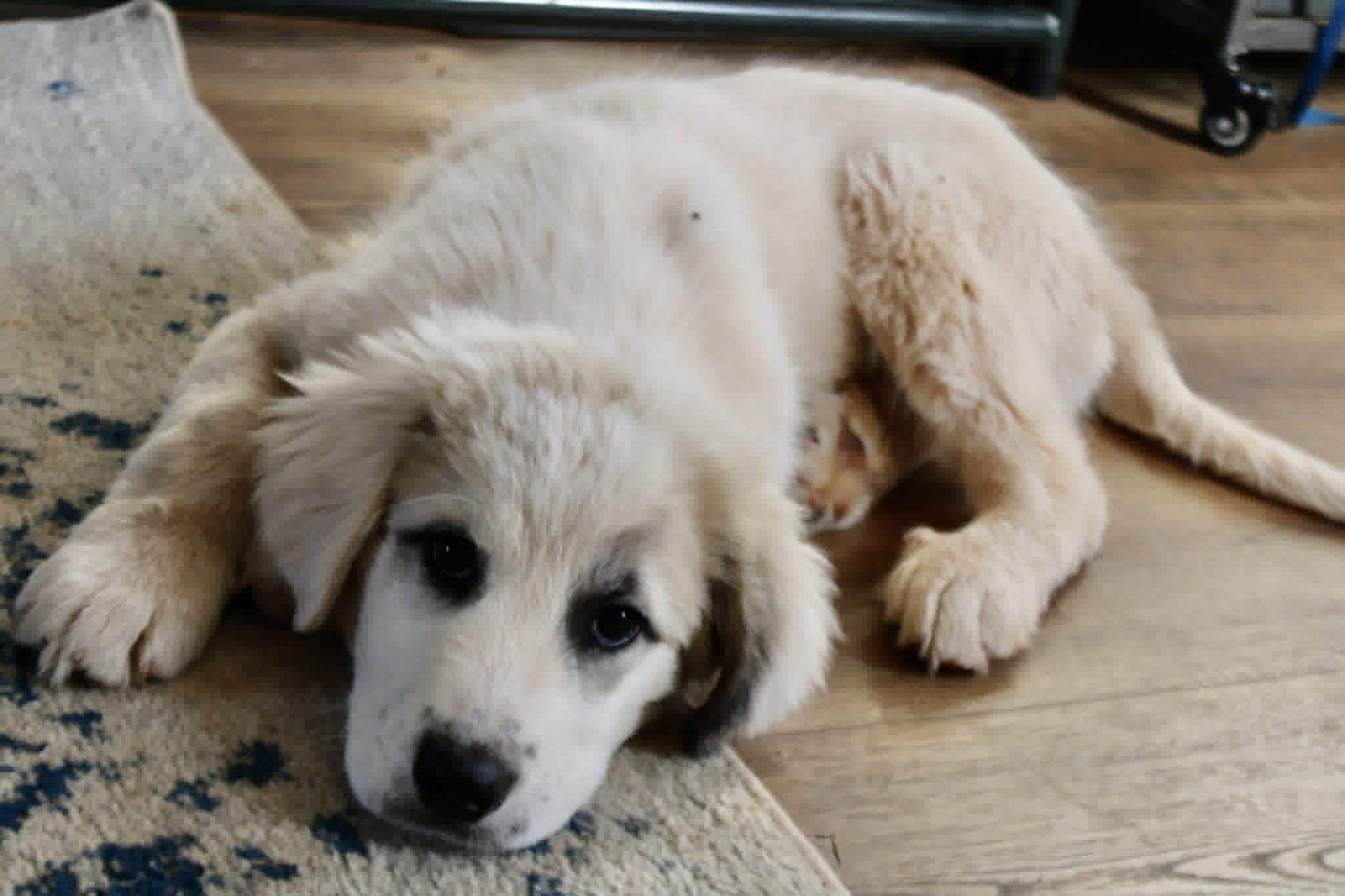 Enlarge Boris, a ADOPTABLE Great Pyrenees in Piedmont, OK image 2/3