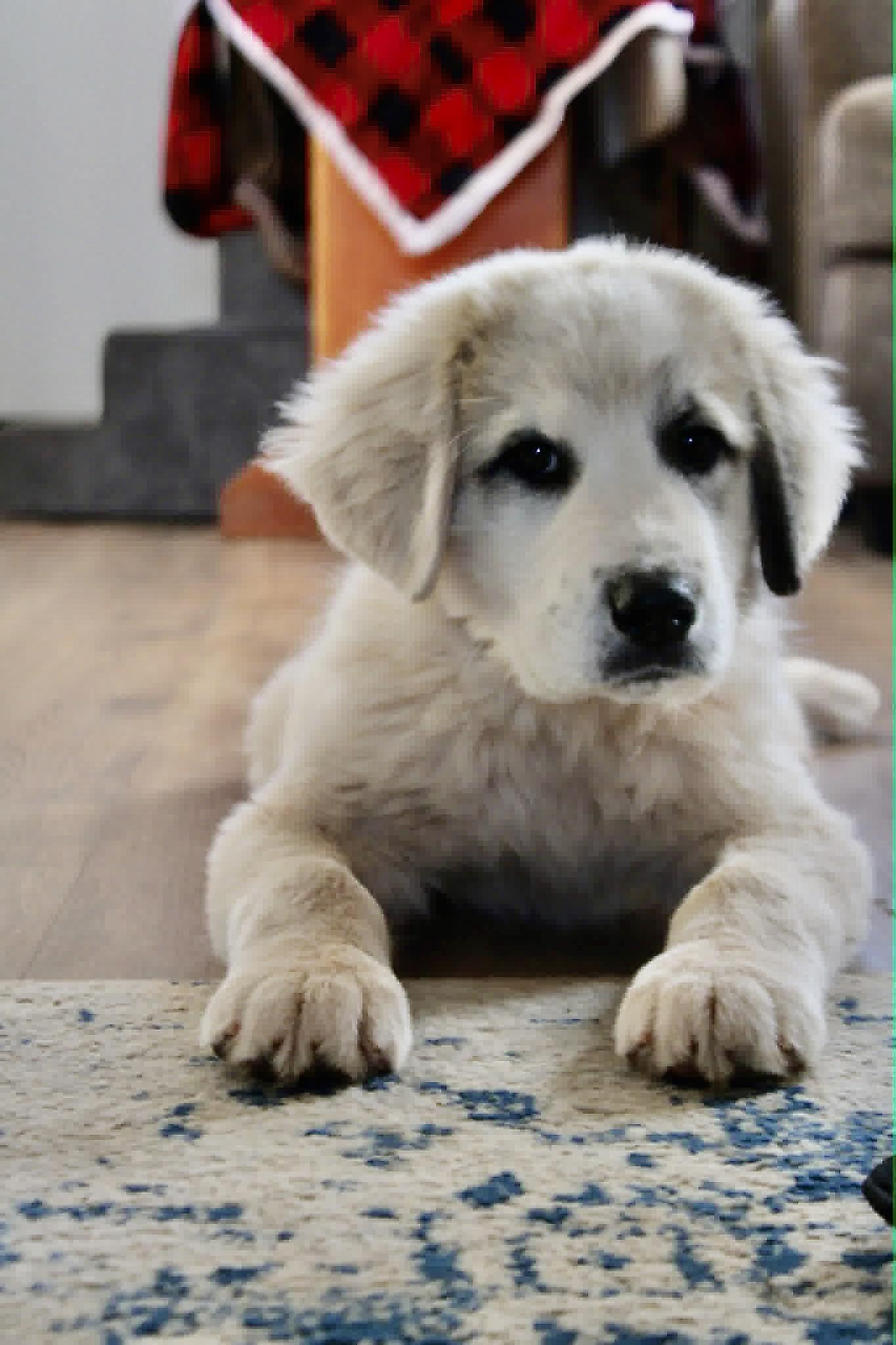 Boris, ADOPTABLE, Young Male Great Pyrenees.