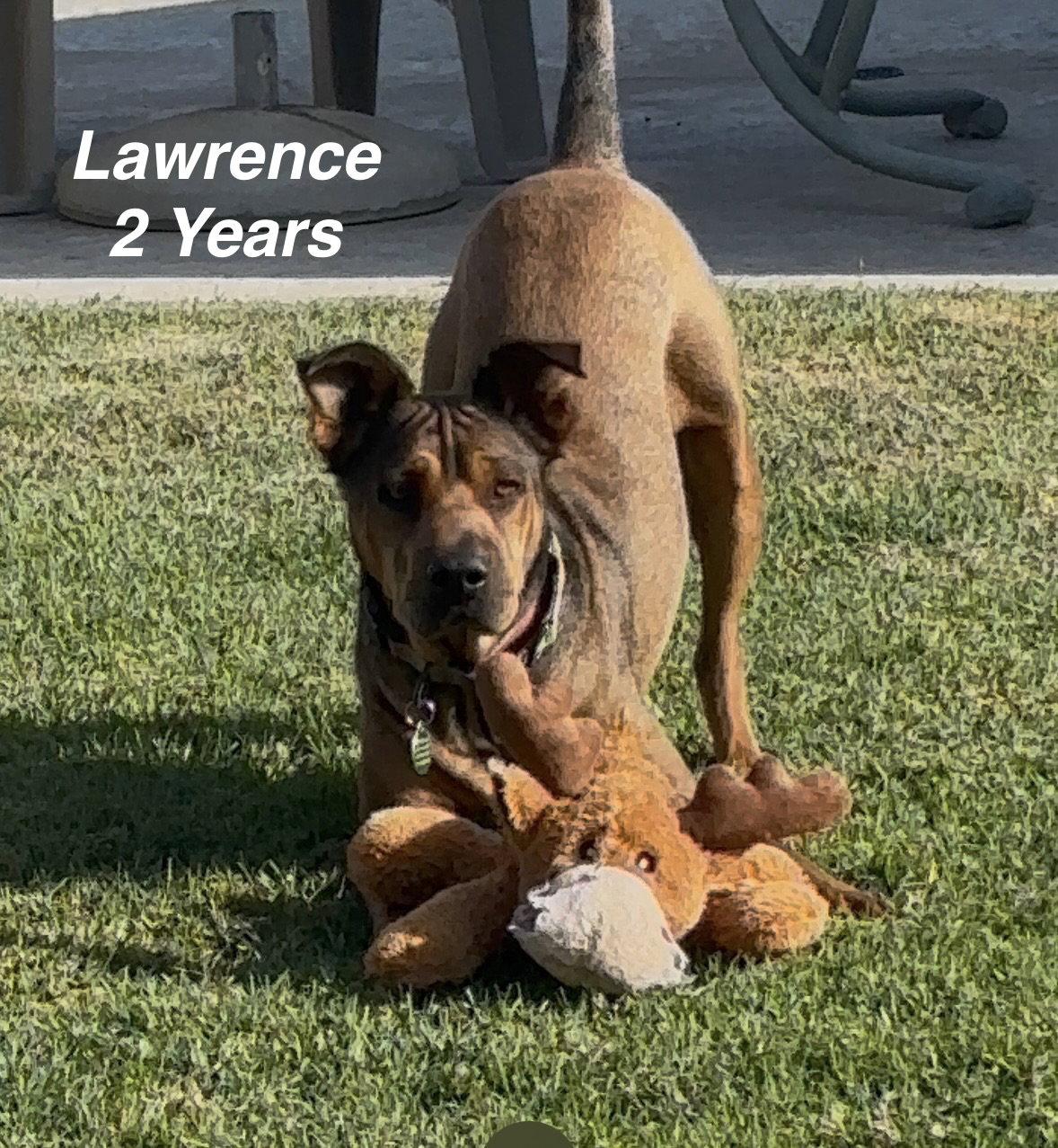Lawrence, Adoptable, Adult Male Shar-Pei.