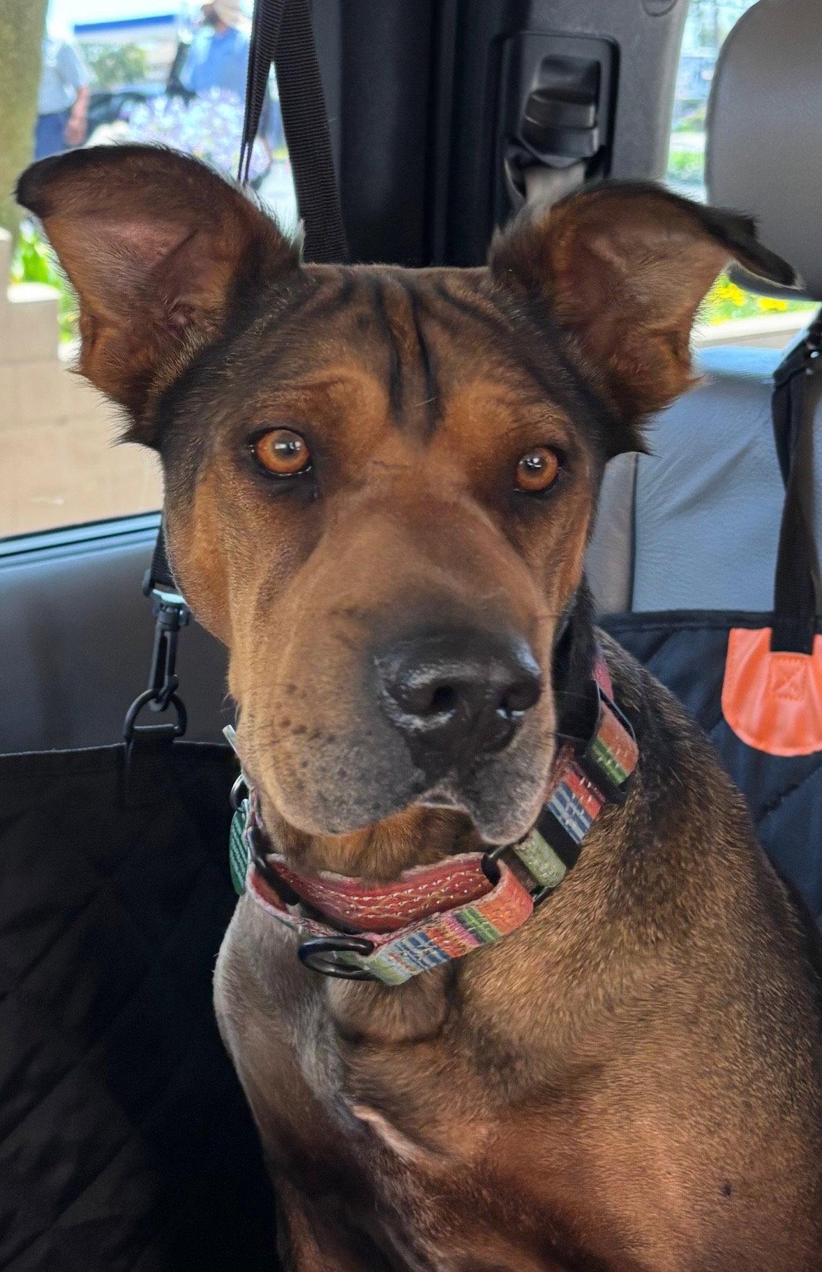 Enlarge Lawrence, a Adoptable Shar-Pei in Orange, CA image 3/3
