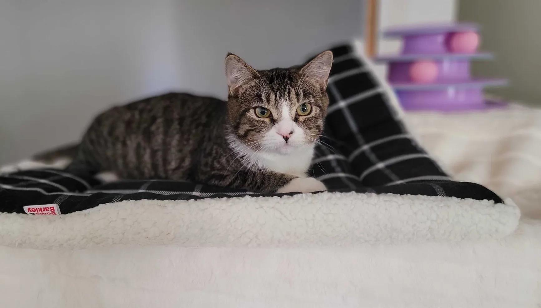 Kamana, a Adoptable Domestic Short Hair in Florham Park, NJ image 1/3