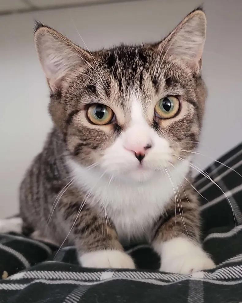 Kamana, a Adoptable Domestic Short Hair in Florham Park, NJ image 2/3