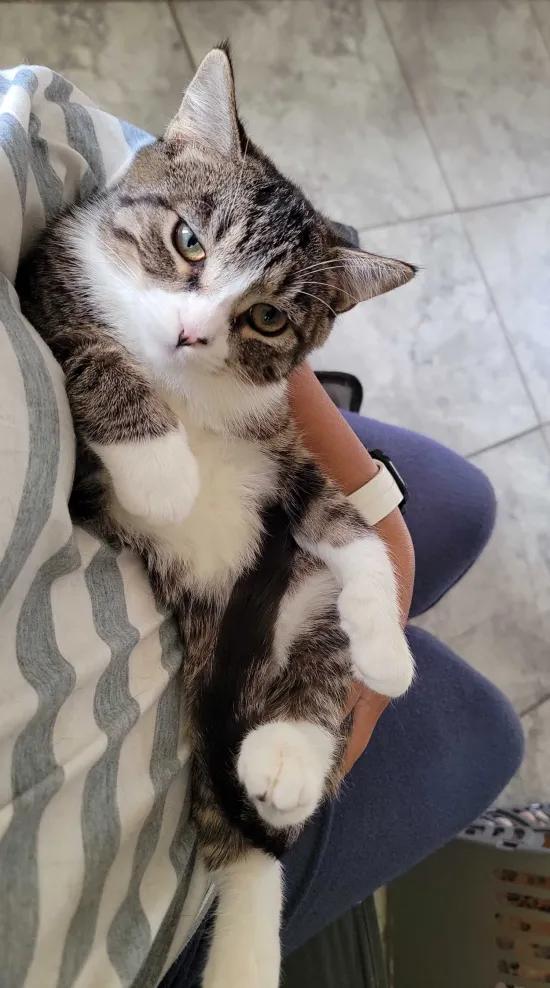 Kamana, a Adoptable Domestic Short Hair in Florham Park, NJ image 3/3