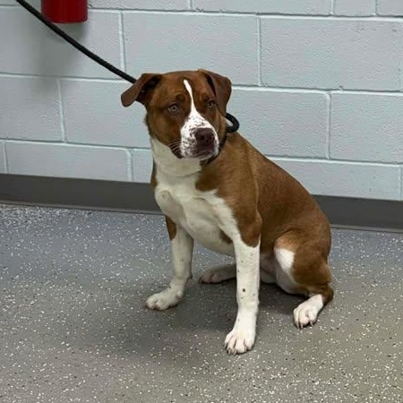 Enlarge Emery, a ADOPTABLE mixed breed in Bardstown, KY image 3/5