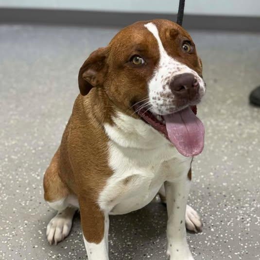 Enlarge Emery, a ADOPTABLE mixed breed in Bardstown, KY image 1/5