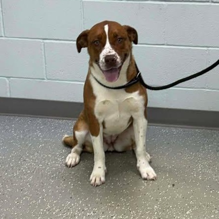 Enlarge Emery, a ADOPTABLE mixed breed in Bardstown, KY image 5/5