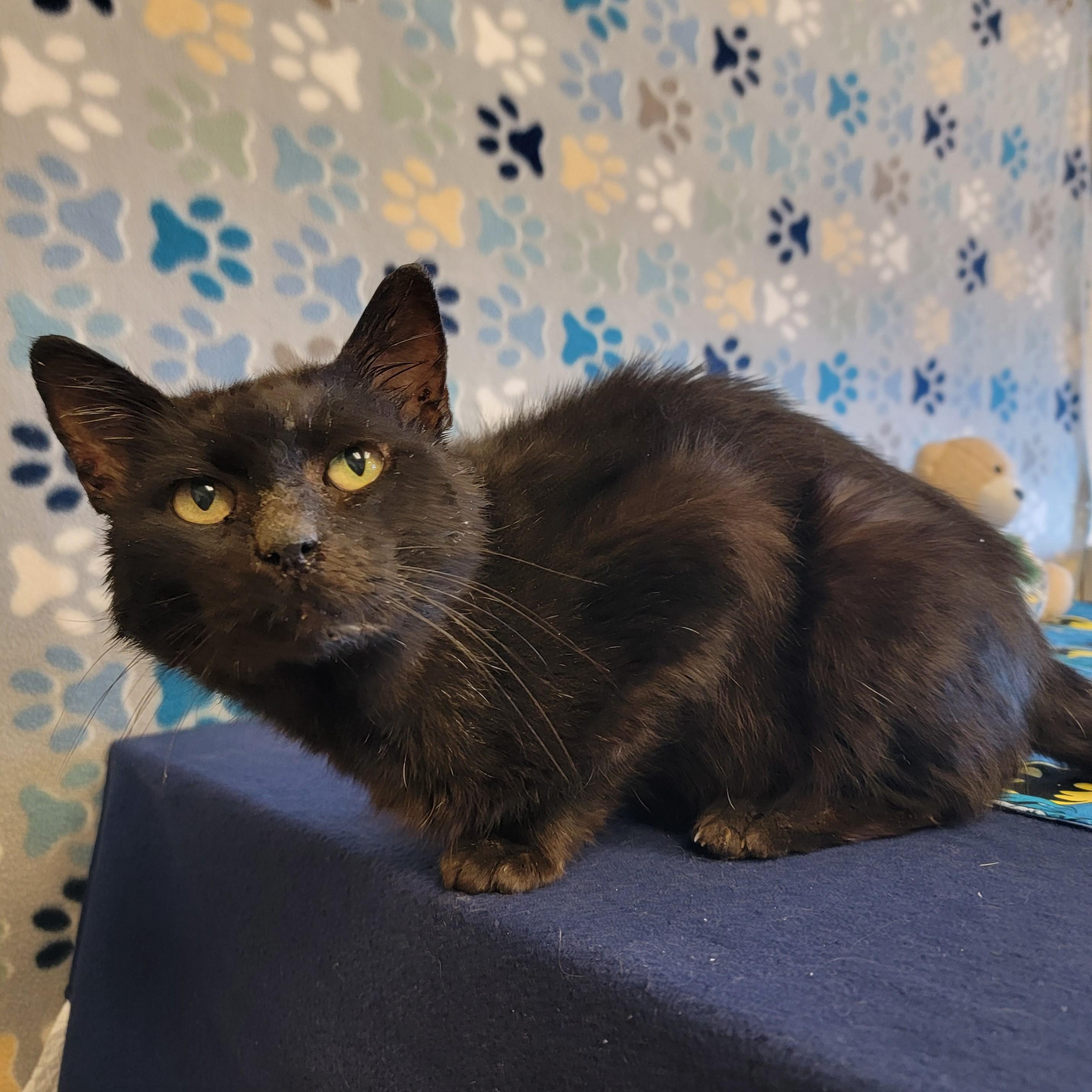 Poe, an adoptable Domestic Short Hair in ALPINE, TX, 79830 | Photo Image 5