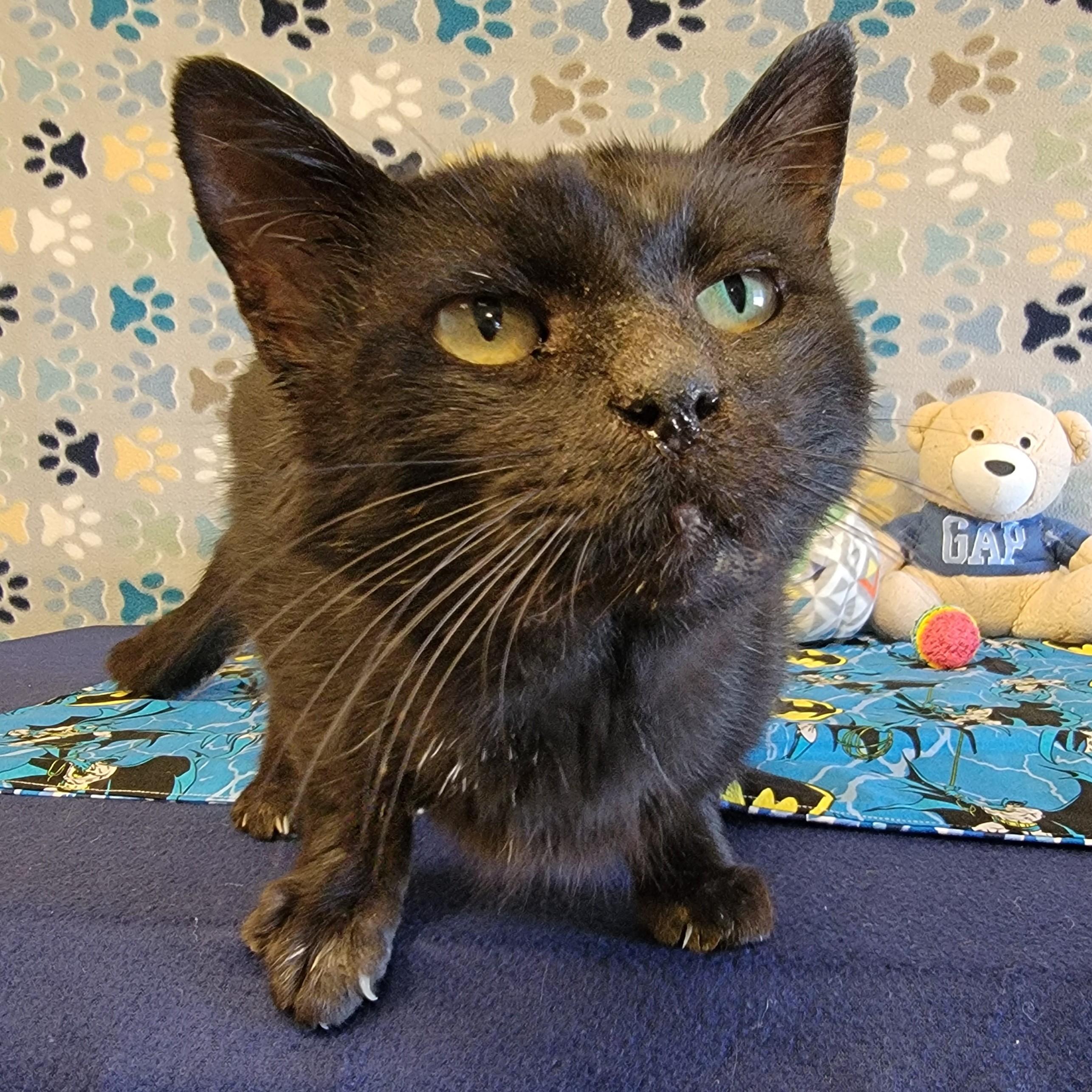 Poe, an adoptable Domestic Short Hair in ALPINE, TX, 79830 | Photo Image 1