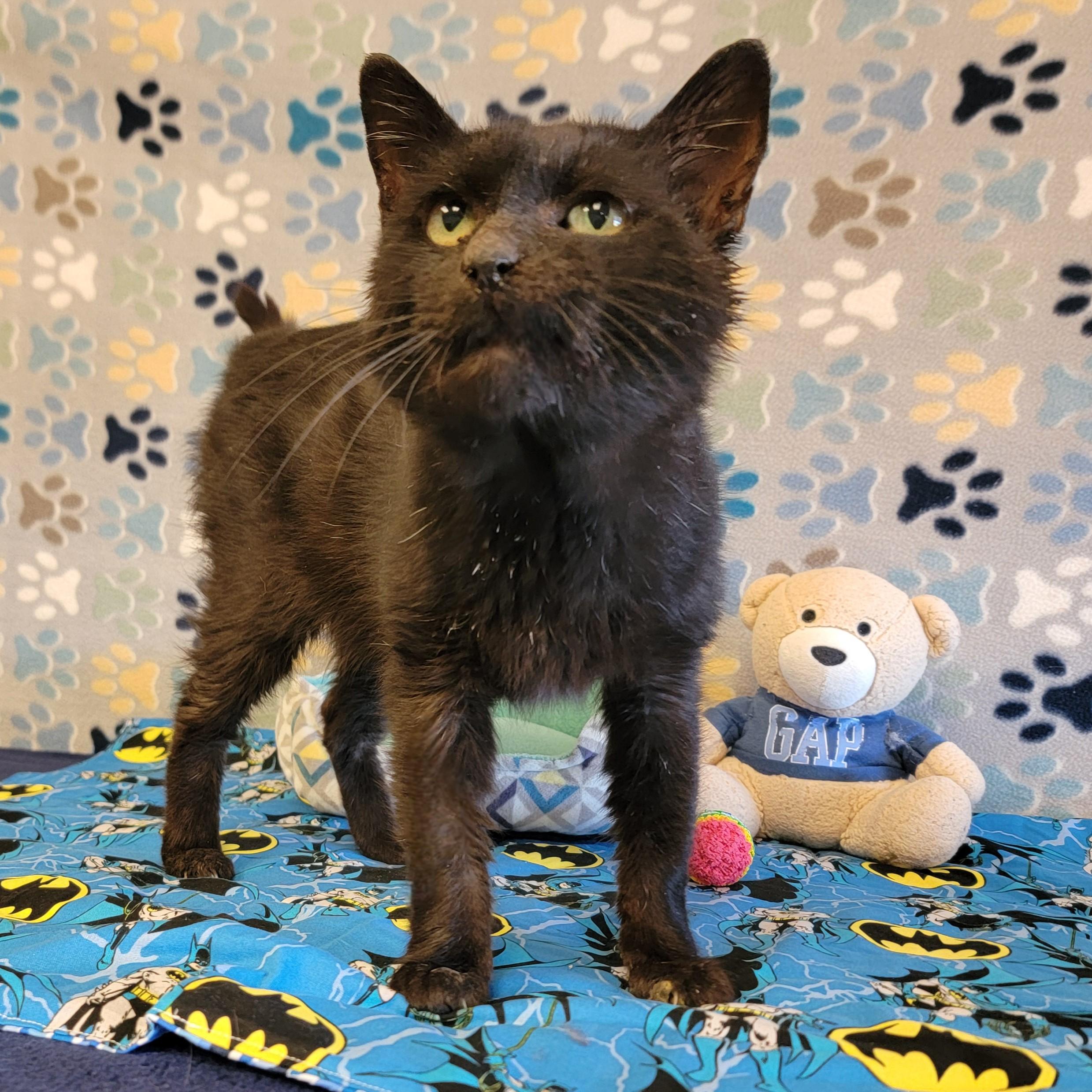 Poe, an adoptable Domestic Short Hair in ALPINE, TX, 79830 | Photo Image 4