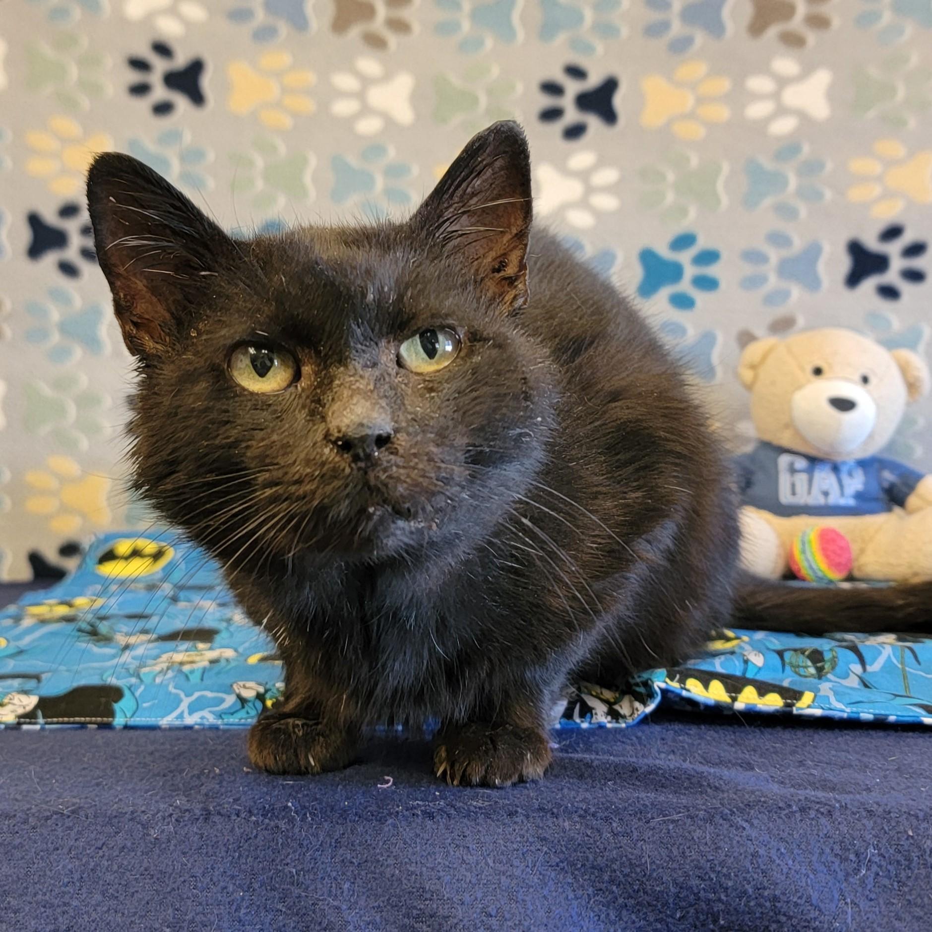 Poe, an adoptable Domestic Short Hair in ALPINE, TX, 79830 | Photo Image 3