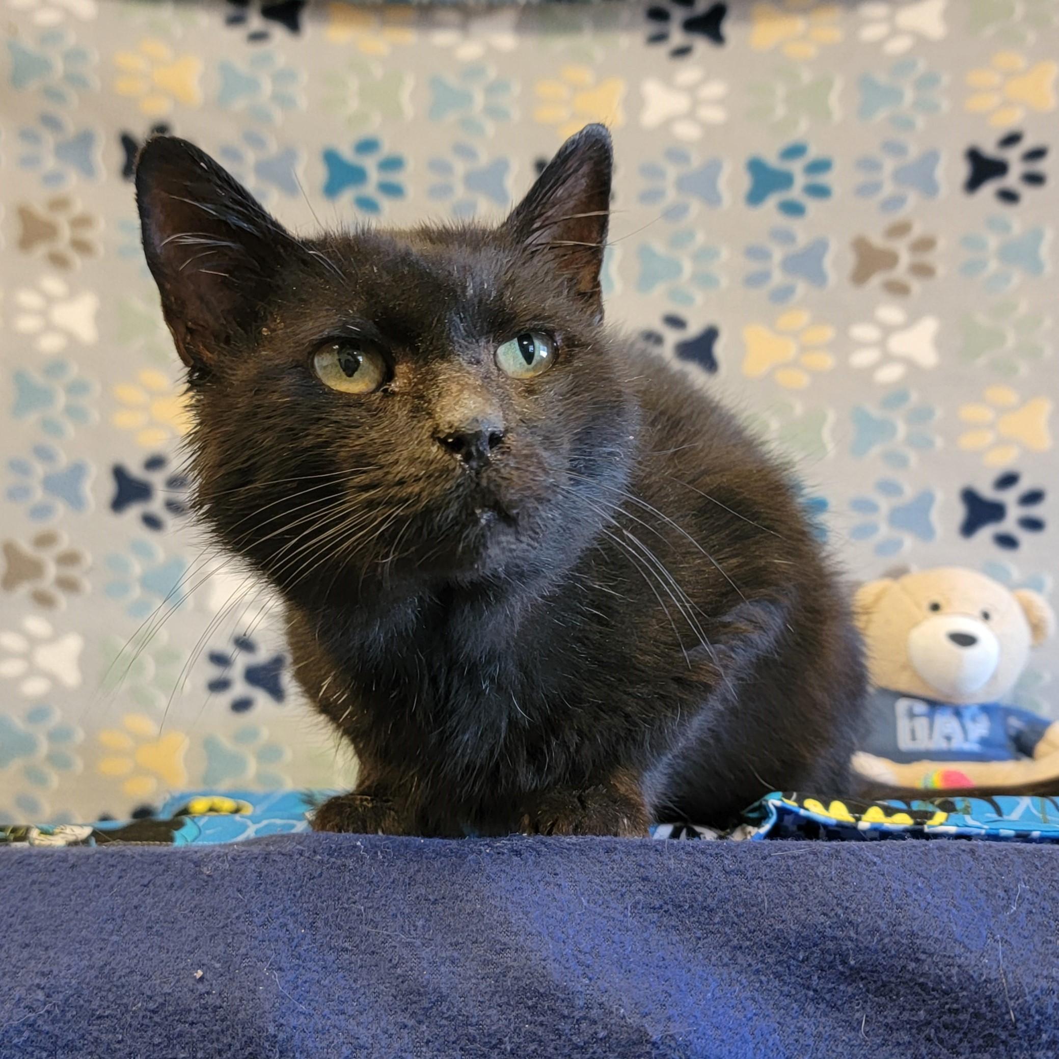 Poe, an adoptable Domestic Short Hair in ALPINE, TX, 79830 | Photo Image 6