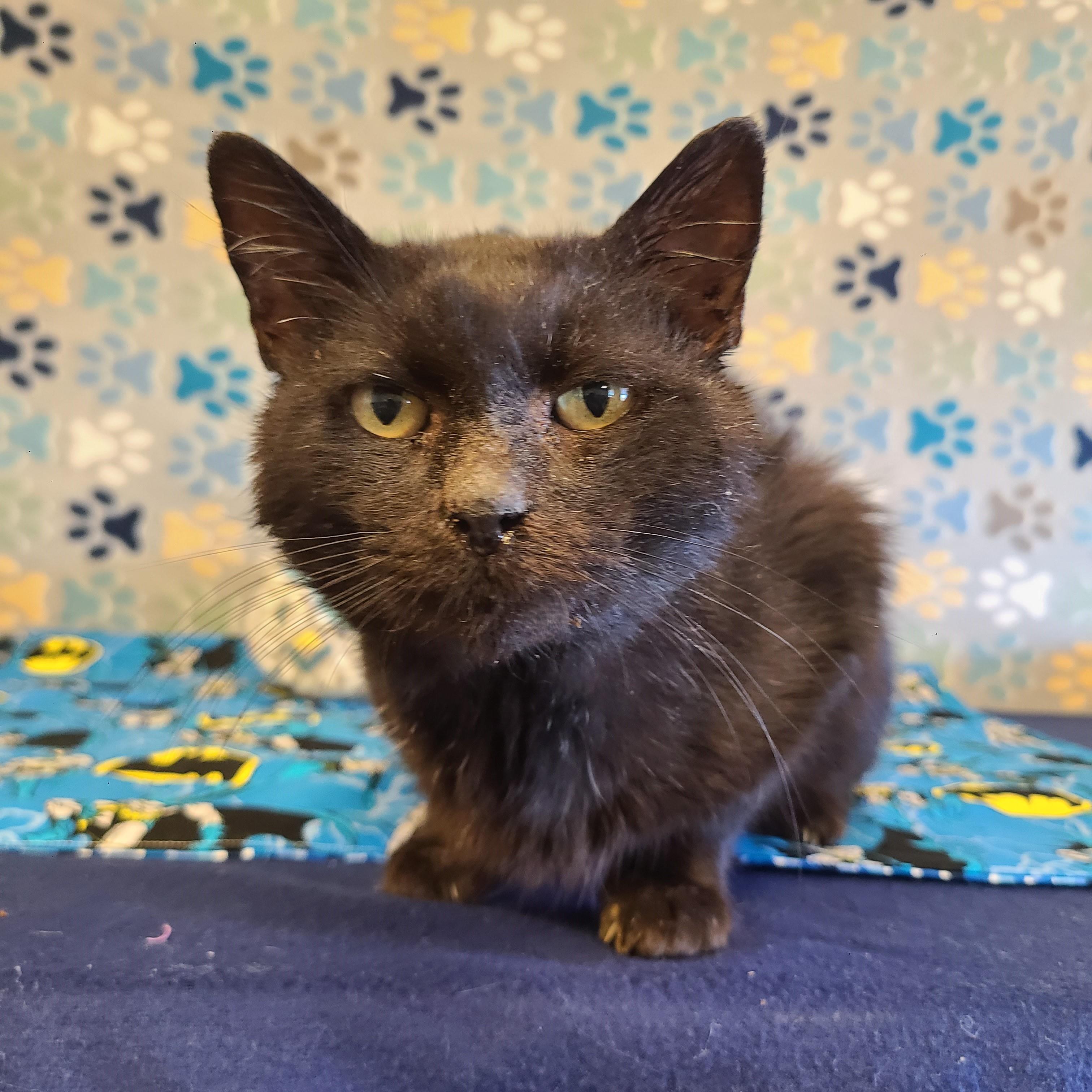 Poe, an adoptable Domestic Short Hair in ALPINE, TX, 79830 | Photo Image 2