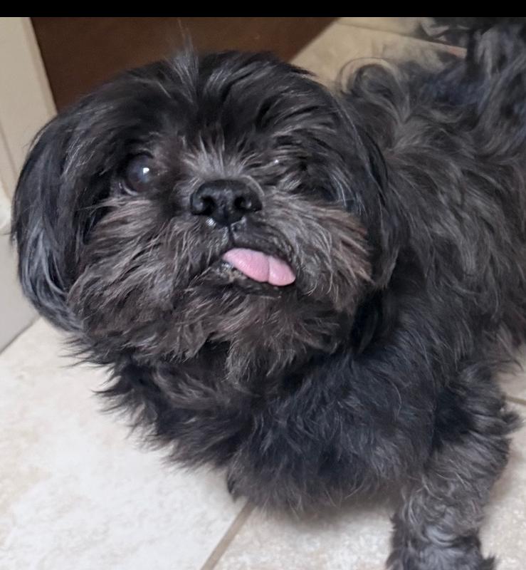 Mack, Adoptable, Senior Male Shih Tzu.