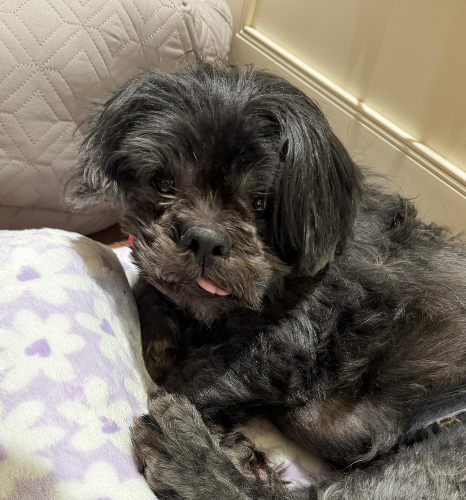 Mack, Adoptable, Senior Male Shih Tzu.