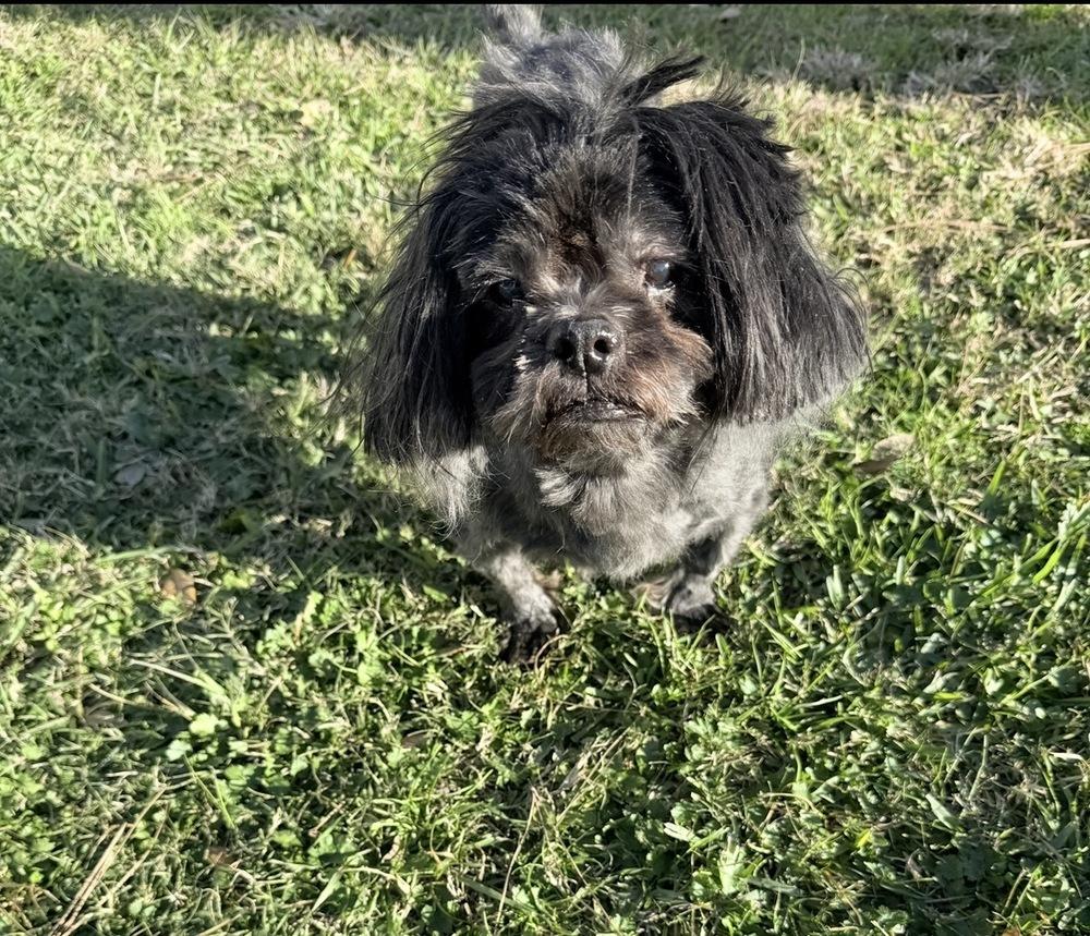 Mack, a Adoptable Shih Tzu in Richmond, TX image 2/2