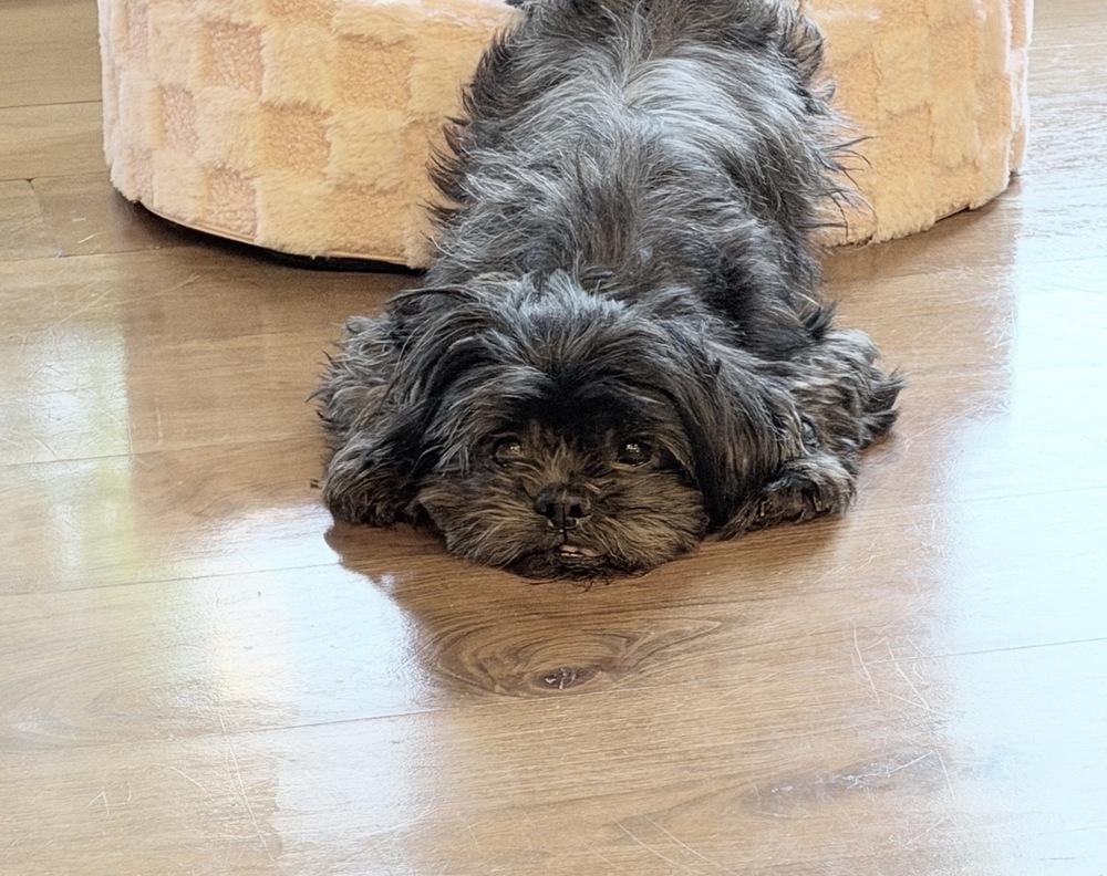 Mack, a Adoptable Shih Tzu in Richmond, TX image 2/2