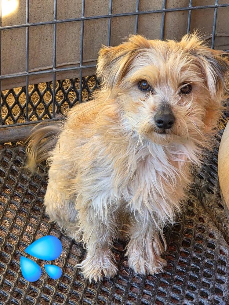 Cupid, Adoptable, Young Male Terrier.