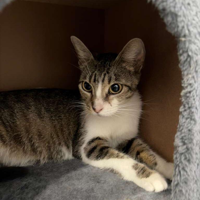 Monaco, Adoptable, Young Female Domestic Short Hair.