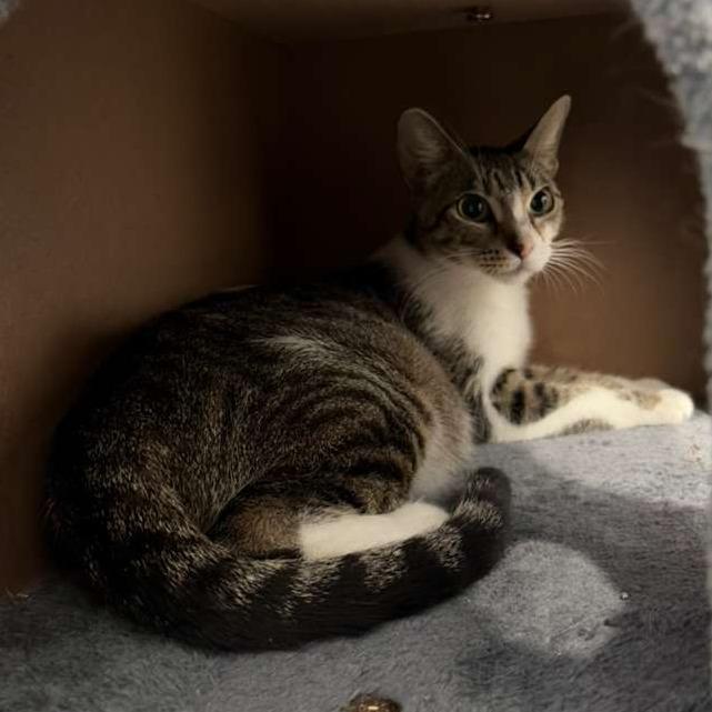 Monaco, a Adoptable Domestic Short Hair in Harlingen, TX image 2/5