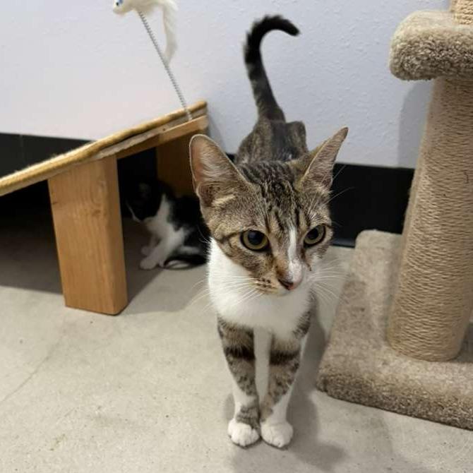 Monaco, a Adoptable Domestic Short Hair in Harlingen, TX image 3/5
