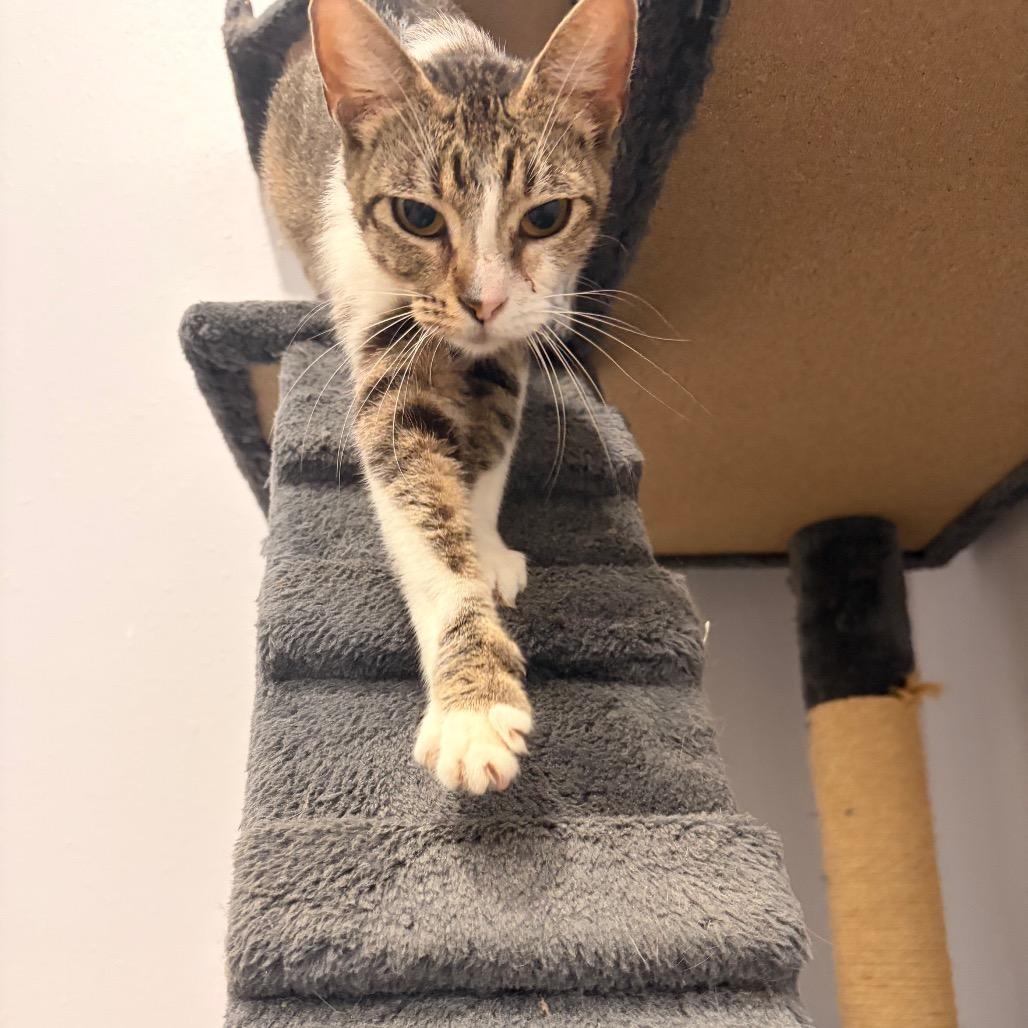 Monaco, a Adoptable Domestic Short Hair in Harlingen, TX image 4/5