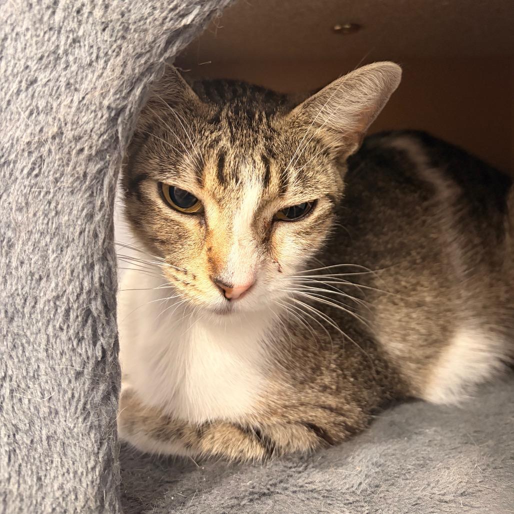 Monaco, a Adoptable Domestic Short Hair in Harlingen, TX image 5/5