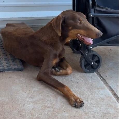 Enlarge Blossom, a Adoptable Doberman Pinscher in Odessa, TX image 1/1