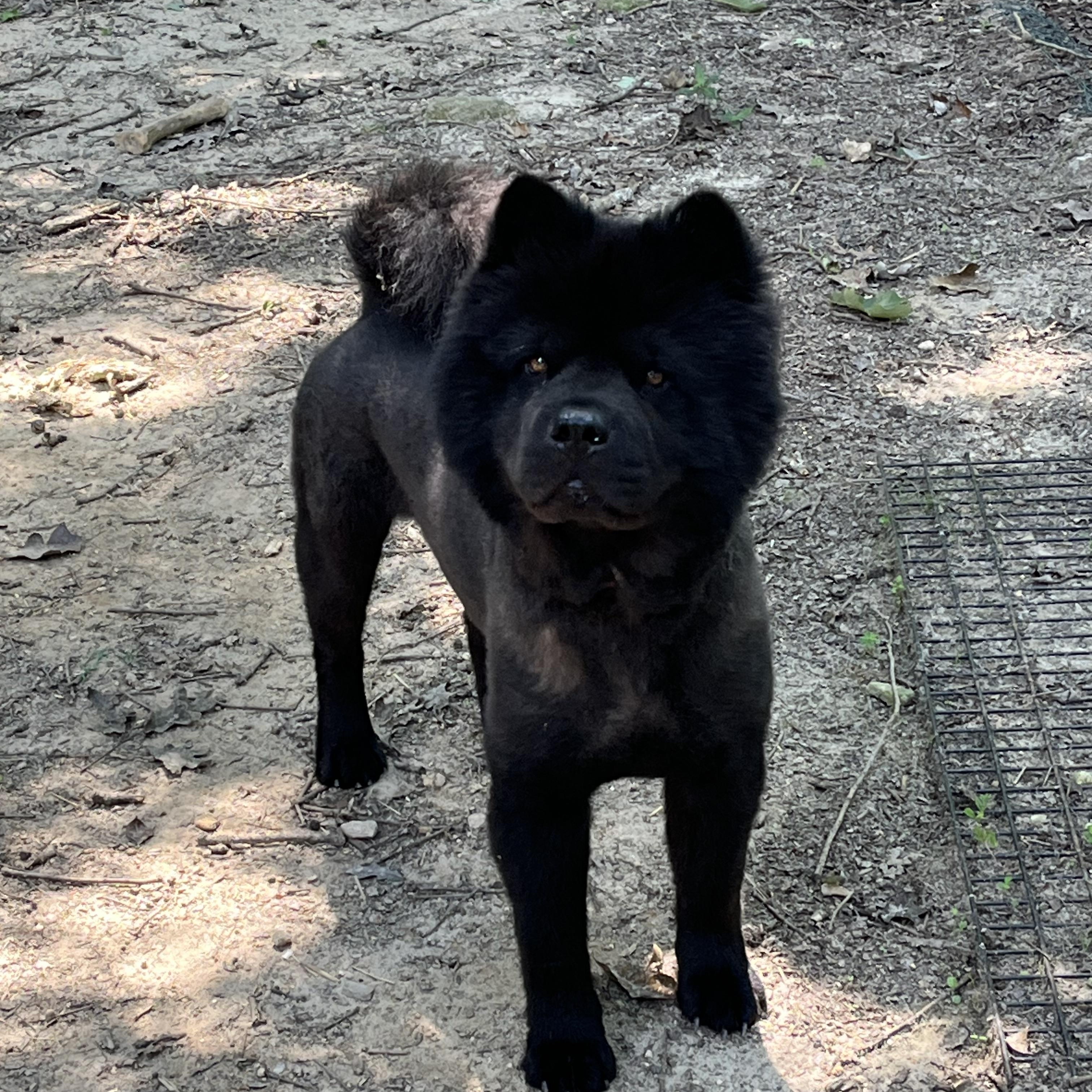 KURO (RI), Adoptable, Adult Male Chow Chow.