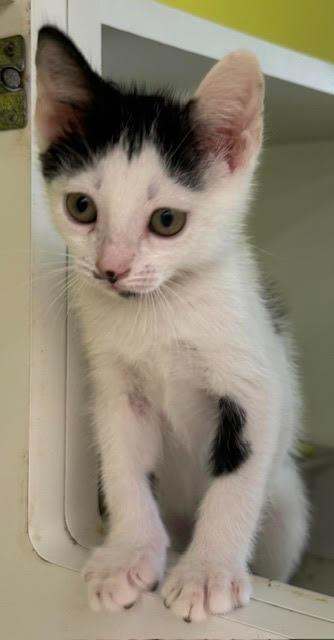 Moo-Moo, Adoptable, Kitten Male Domestic Short Hair.