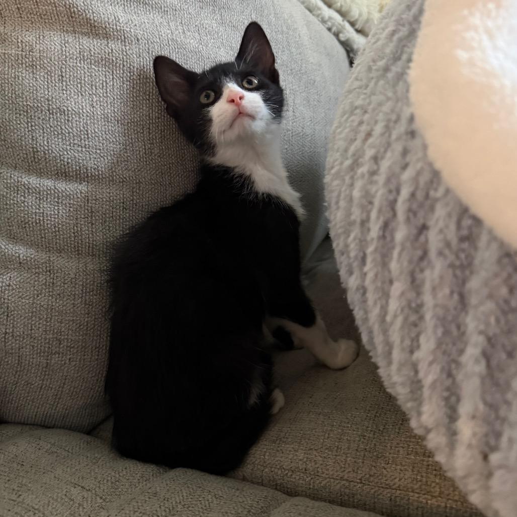Manhattan, Adoptable, Kitten Male Domestic Short Hair.