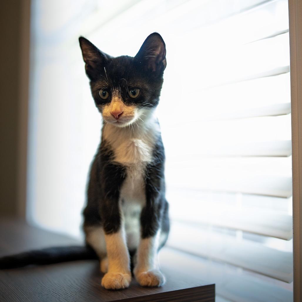 Enlarge Manhattan, a Adoptable Domestic Short Hair in La Grange, KY image 2/6