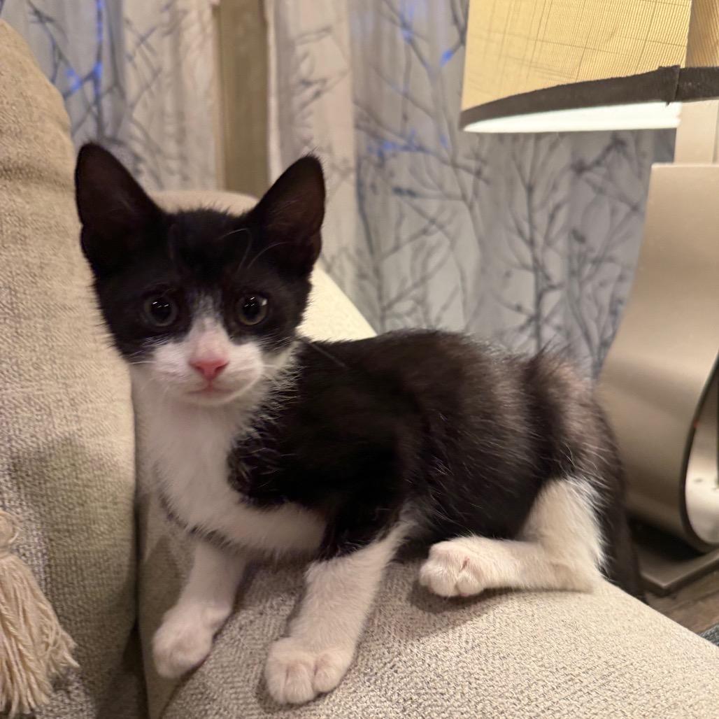 Enlarge Manhattan, a Adoptable Domestic Short Hair in La Grange, KY image 3/6