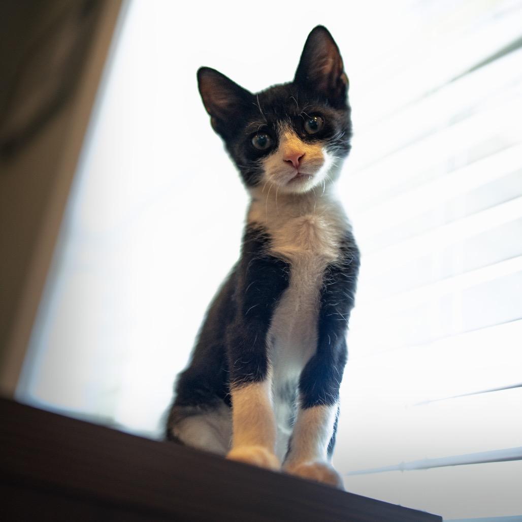Enlarge Manhattan, a Adoptable Domestic Short Hair in La Grange, KY image 5/6