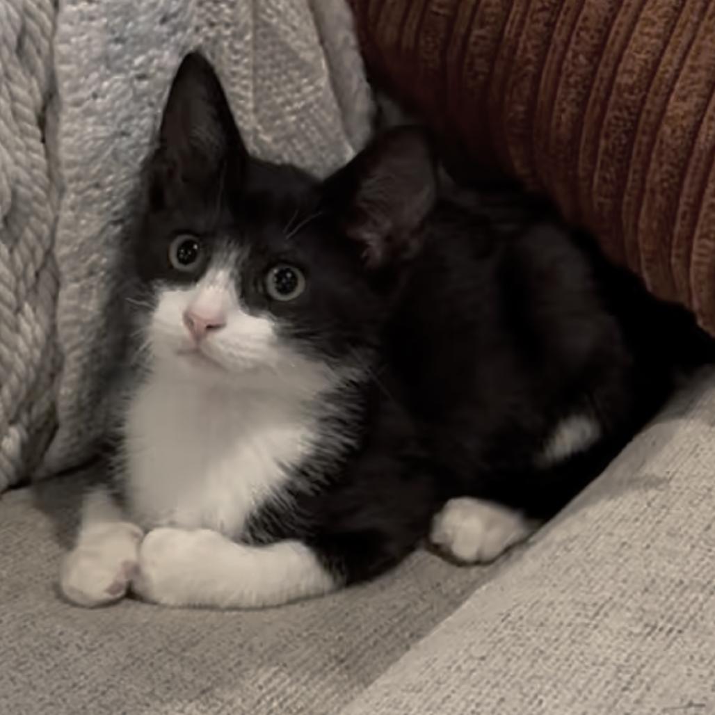 Enlarge Manhattan, a Adoptable Domestic Short Hair in La Grange, KY image 6/6