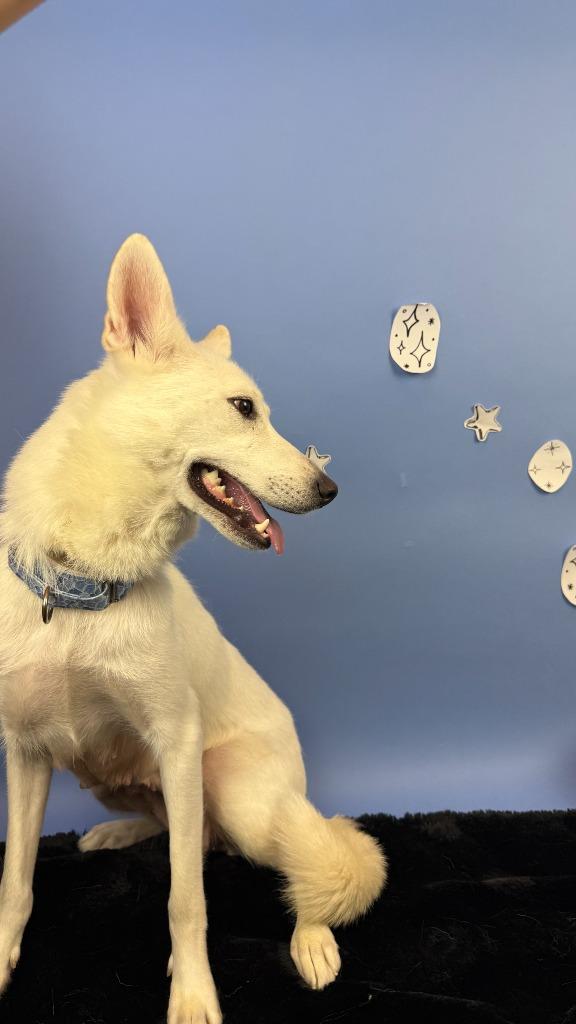 Enlarge Feyre, a Adoptable mixed breed in Phoenix, AZ image 2/6
