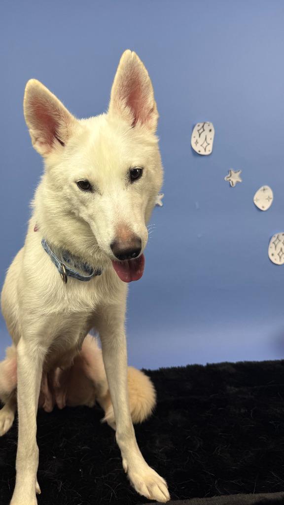 Enlarge Feyre, a Adoptable mixed breed in Phoenix, AZ image 3/6