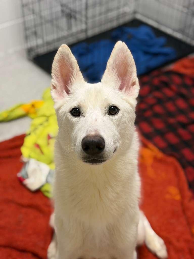 Enlarge Feyre, a Adoptable mixed breed in Phoenix, AZ image 4/6
