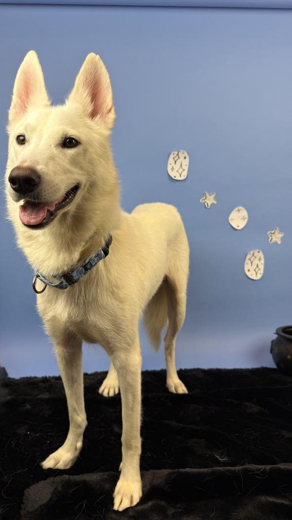 Feyre, Adoptable, Young Female German Shepherd Dog & Husky.
