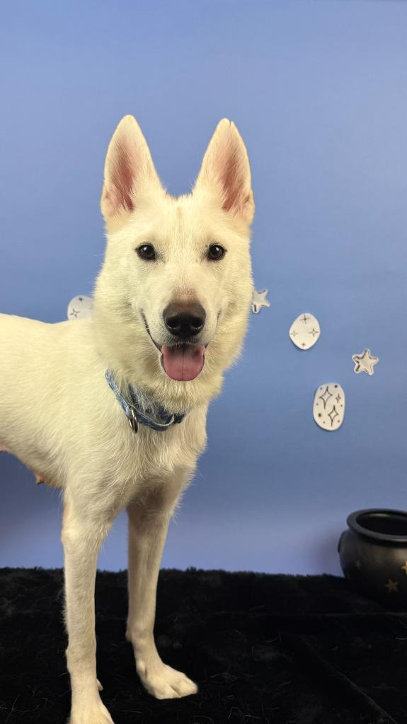Enlarge Feyre, a Adoptable mixed breed in Phoenix, AZ image 5/6