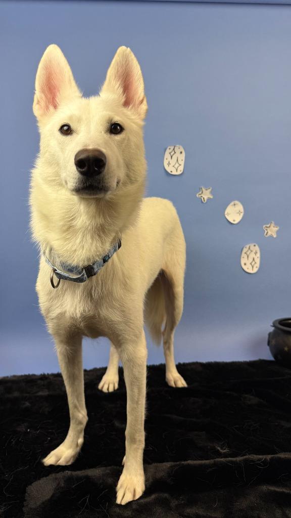 Enlarge Feyre, a Adoptable mixed breed in Phoenix, AZ image 6/6