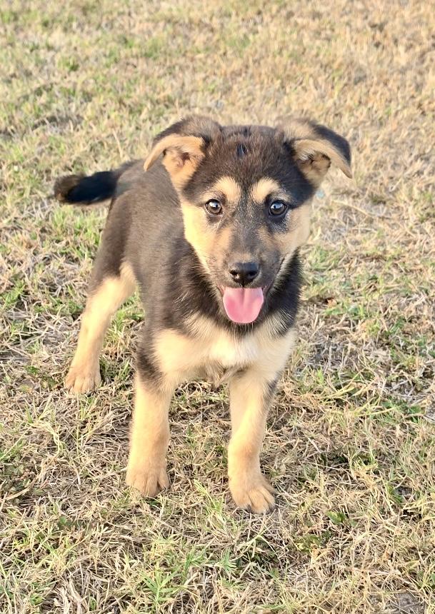 Chief, an adopted mixed breed in New Rochelle, NY image 3/3