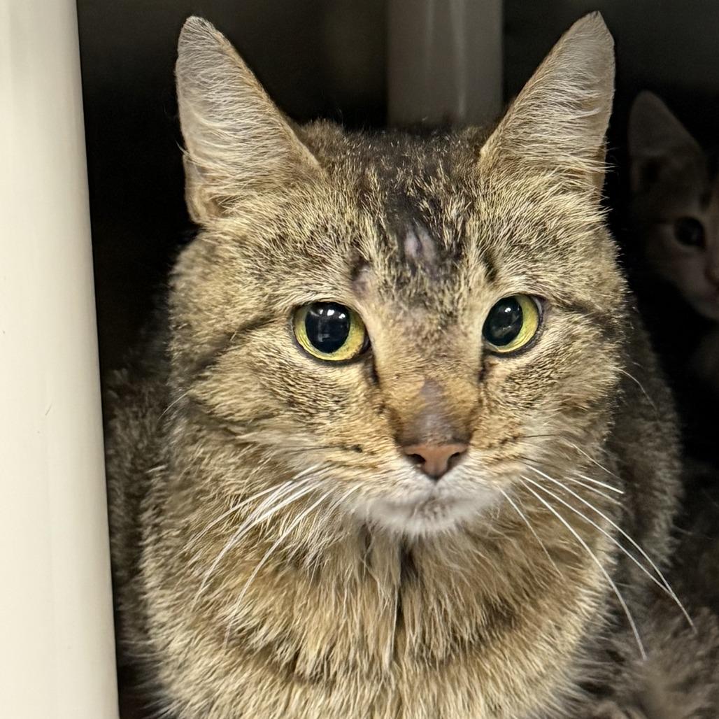 Enlarge Madame Jeanette, a Adoptable Domestic Short Hair in Marion, VA image 1/1