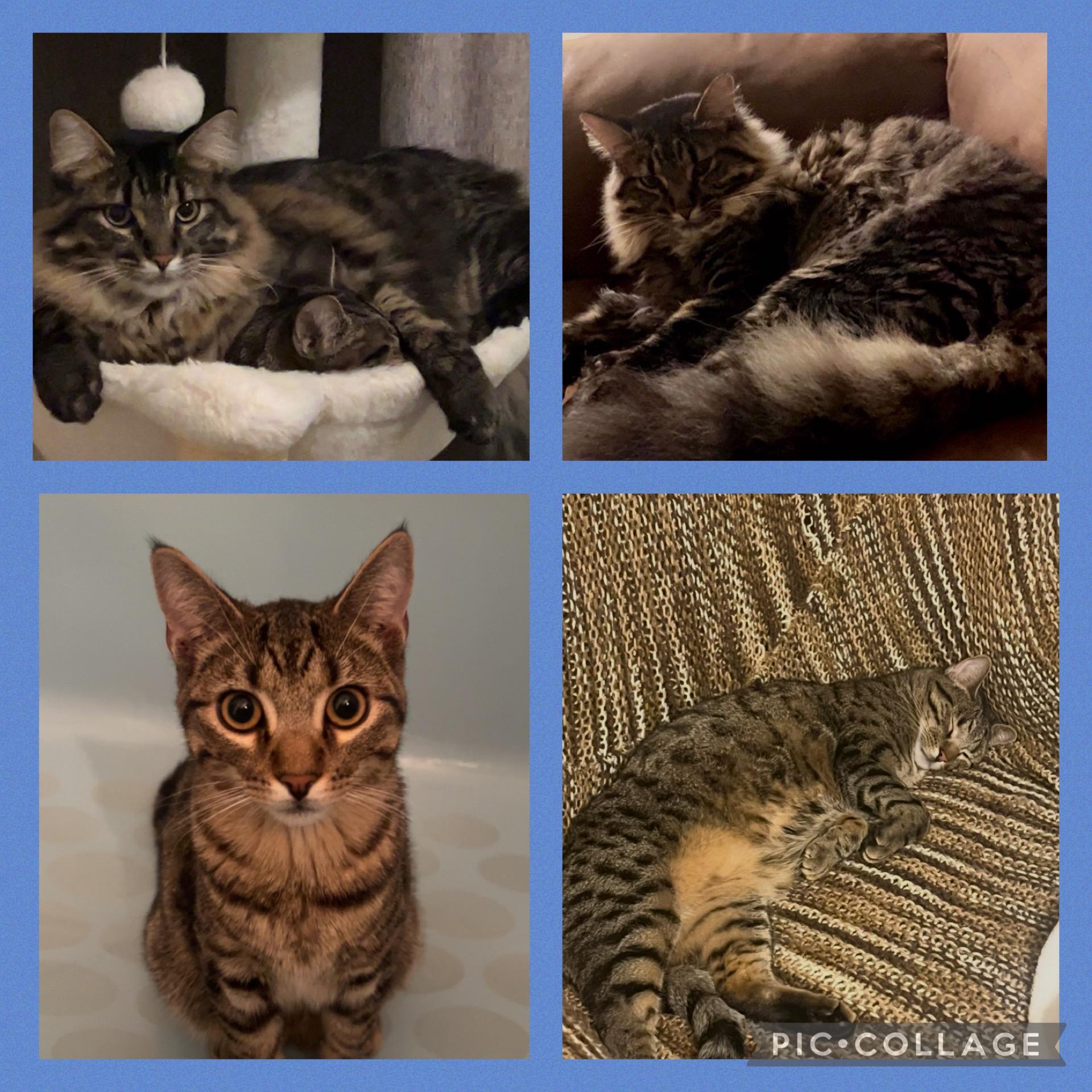 Enlarge Rocket and Stitch, a ADOPTABLE Tabby in Newton, IL image 1/6