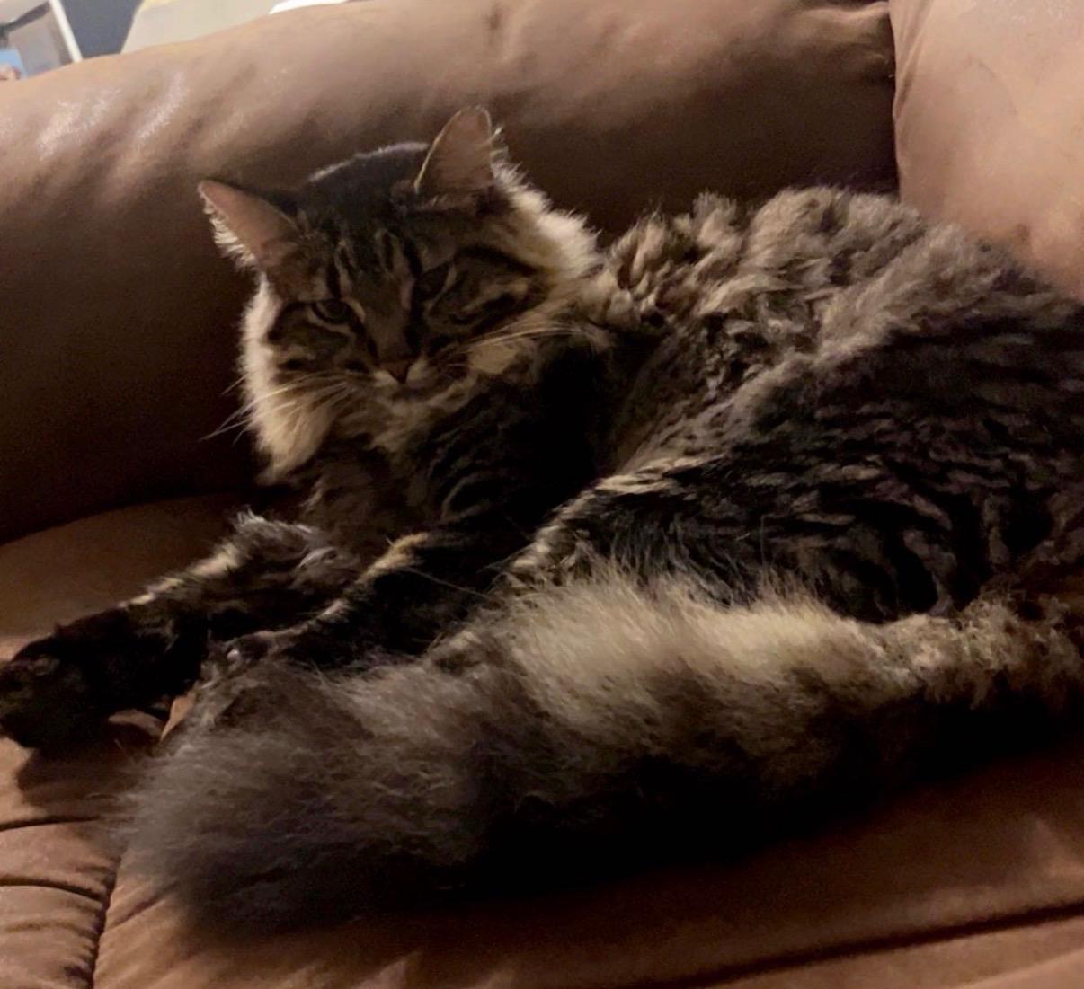 Enlarge Rocket and Stitch, a ADOPTABLE Tabby in Newton, IL image 4/6